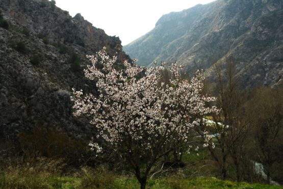 "almendro en el valle" de Marcelino Alonso