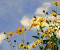 Flores al cielo