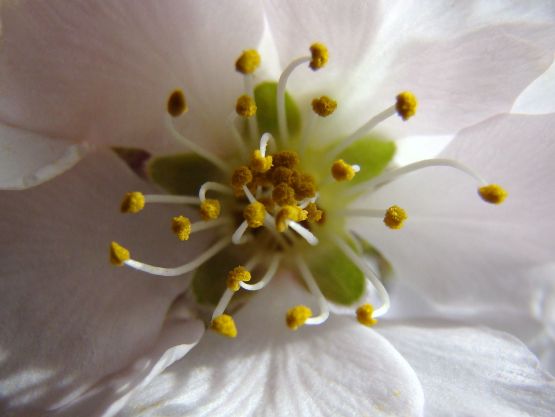 "flor de almendro" de Maria Rom