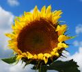 ` El Girasol y la mosca`