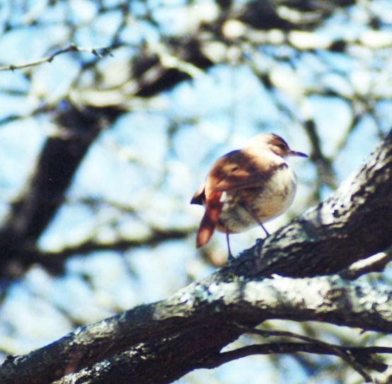 "Qu especie es? Ayuda Hctor" de Martha A. Moreschi