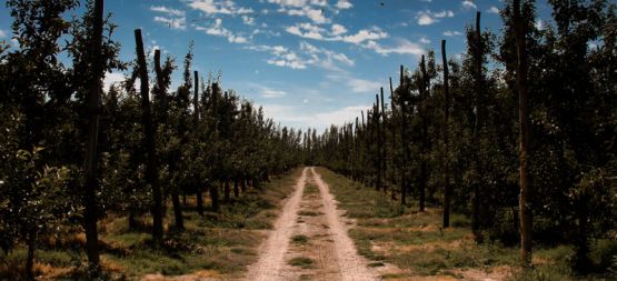 "camino de chacra" de Pablo Kirilovsky