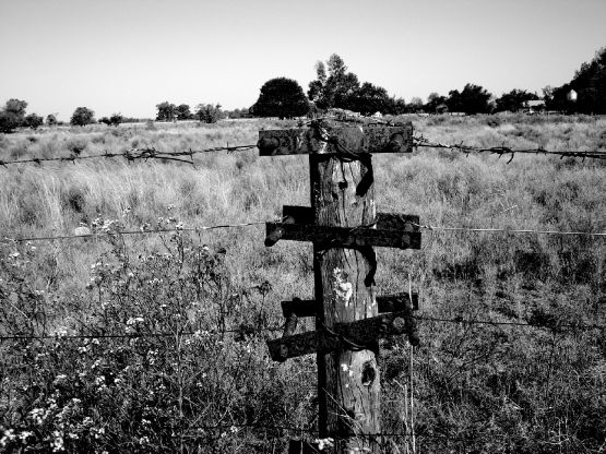 "Querido Campo" de Paola A. Lpez