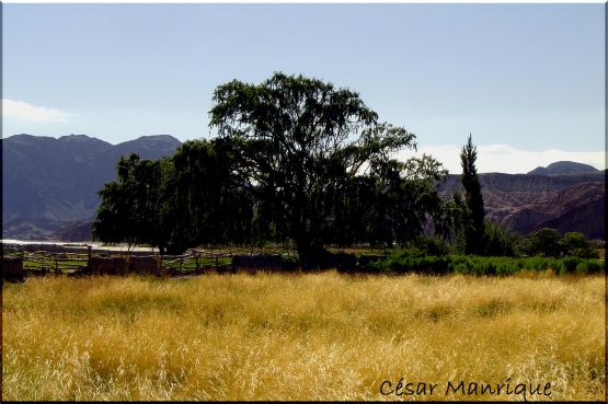 "Campo Dorado" de Csar Manrique