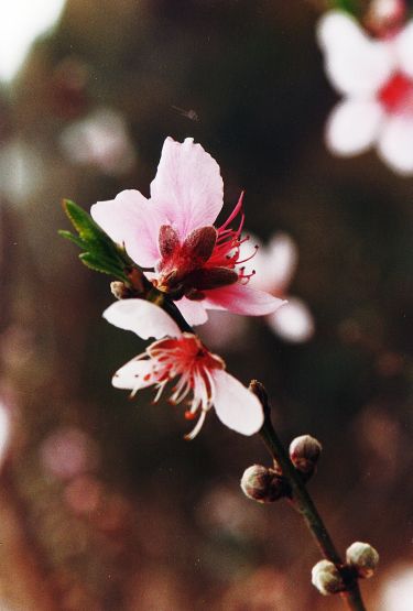 "Feliz Da Mujer, eleg una de todas para vos." de Martha A. Moreschi