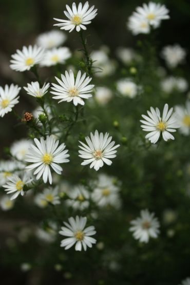 "Florcitas" de Carmen Nievas