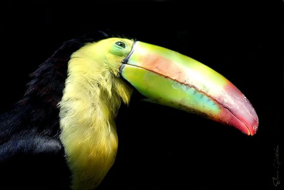 "Tucan III" de Pejuta Grnstein