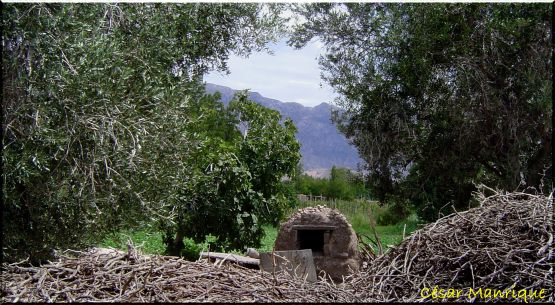 "Olivos-Higuera-Horno y Sarmientos" de Csar Manrique