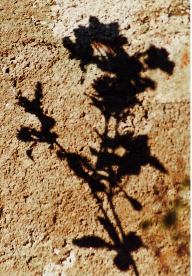 "silueta de rosal" de Martha A. Moreschi