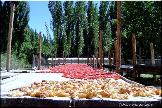 "Secando Tomates y Manzanas" de Csar Manrique