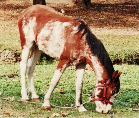 "ya que estamos, otro caballo" de Martha A. Moreschi