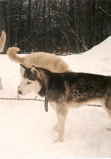 "Nanook" de Ana Clara Zuain Molinari