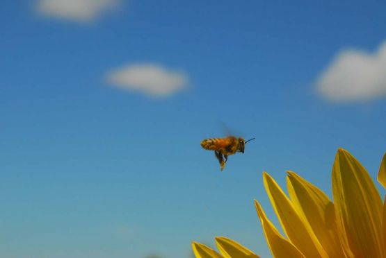 "girasoles" de Alejandra Bartoliche