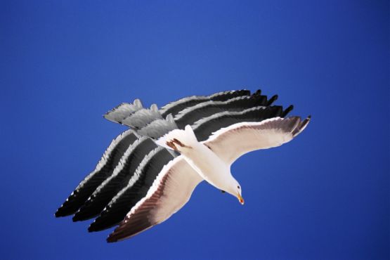 "gaviota con sombra" de Stella Maris Kippke