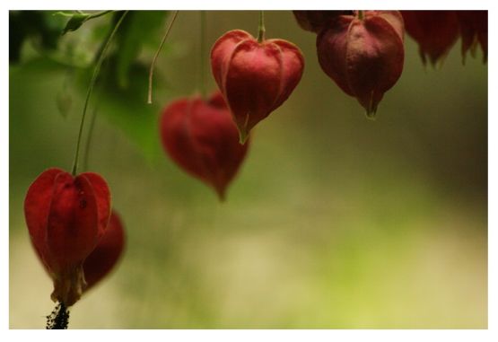 "Corazones de marzo" de Carmen Nievas