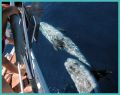 delfines junto al barco