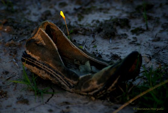 "Abandonado en le campo" de Mariana Marziali