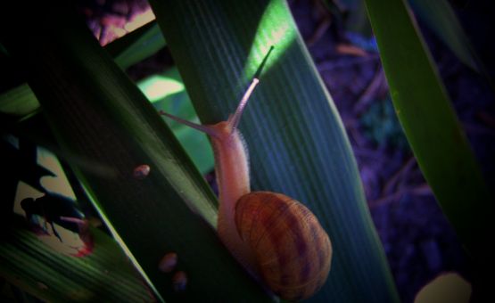 "caracol con cria-completa la serie." de Beatriz Di Marzio