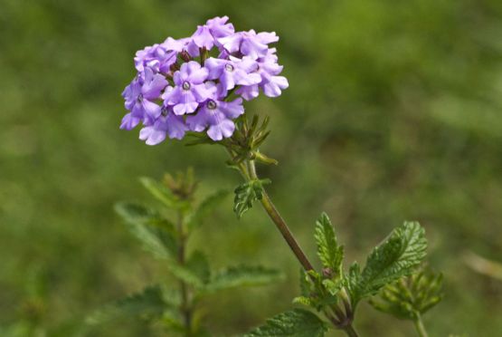 "Flor" de Marina Sanseau