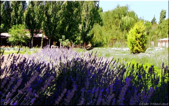 "Fragancia Lavanda I" de Csar Manrique