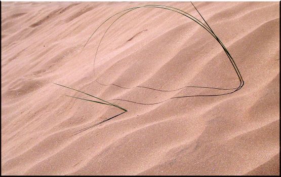 "Vida en El Desierto" de Csar Manrique