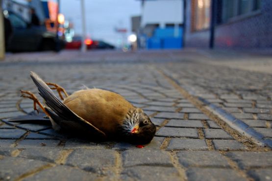 "el pajaro canta hasta morir" de Matias Calvo Producciones Fotograficas