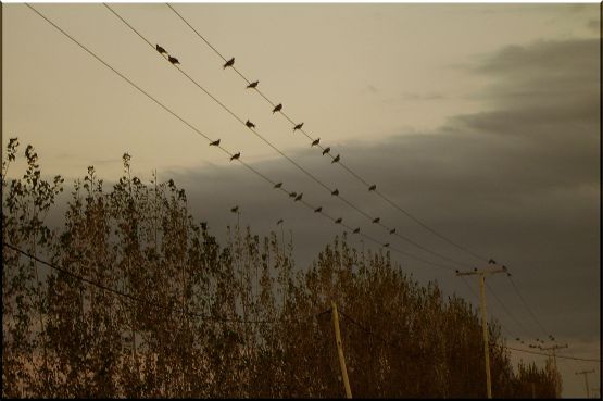 "Atardecer con Palomas" de Csar Manrique