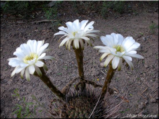 "Trillizas-Flores de Cactus" de Csar Manrique