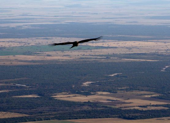 "sobrevolando campos" de Claudia Vicchio