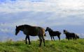 Caballos en la va