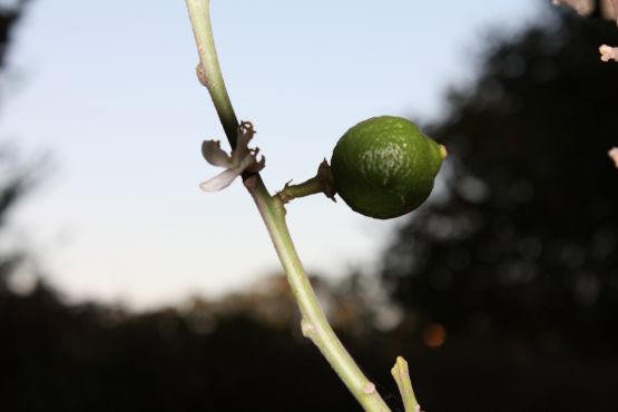 "Limoncito" de Emilse Agostinetti