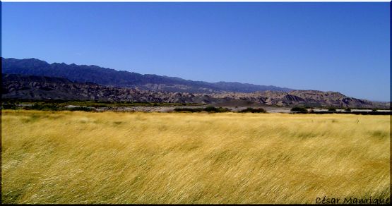 "Campo En Otoo" de Csar Manrique