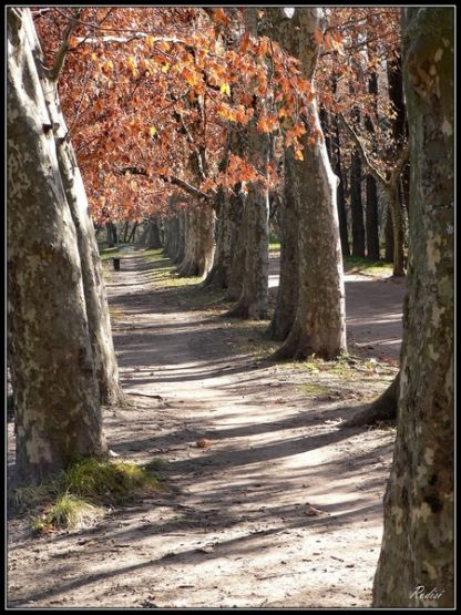 "Camino de otoo" de Roberto Di Siervi