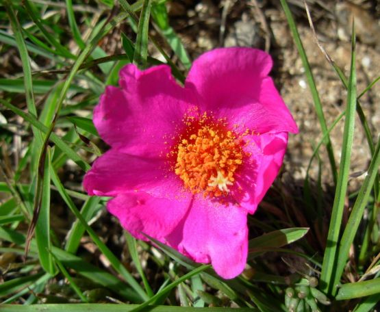 "Silvestres de Abril/Portulaca" de Jorge Berterretch