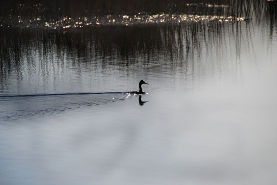 "`Un Pato`" de Jorge A. Cceres