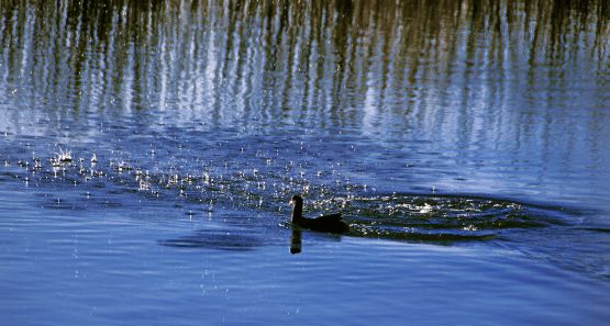 "`Otro Pato`" de Jorge A. Cceres