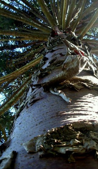 "Araucaria angustifolia (pino paran)" de Jorge Berterretch