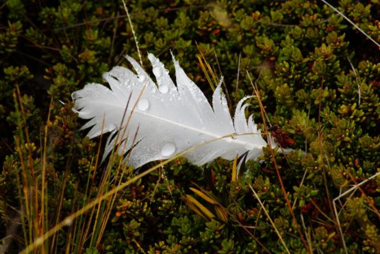 "blanca pluma" de Irina Lucero