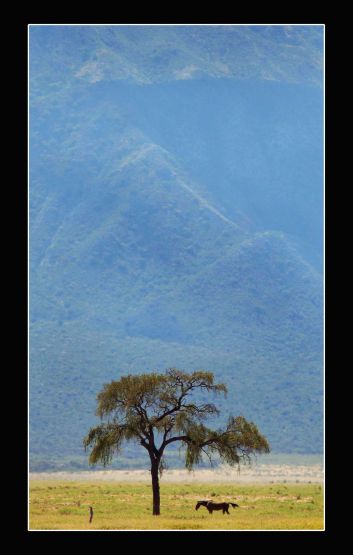 "Paisaje catamarqueo" de Carlo Legnazzi