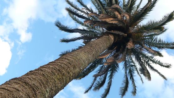 "la palmera ...." de Noemi Gomez