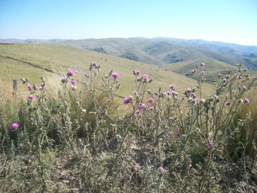 "Camino a Ascochinga (Cba.)" de Gladys Taboro