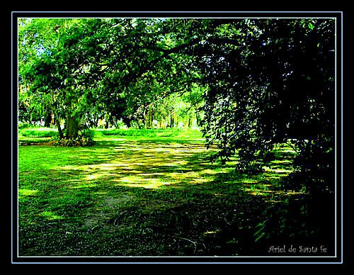 "bosque encantado" de Ariel Dario Albamonte