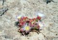 flores en la playa