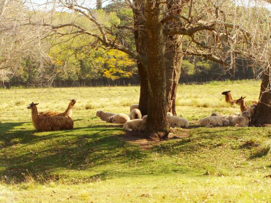 "hora de la siesta" de Claudia Vicchio