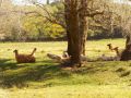 hora de la siesta