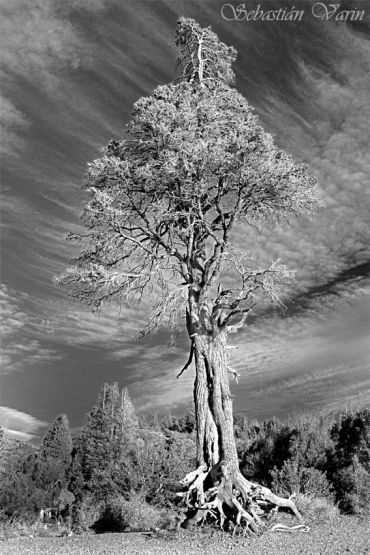 "Lonely Tree" de Sebastian Varin