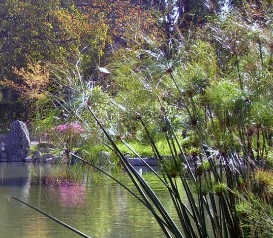 "reflejos de azaleas..." de Noemi Gomez