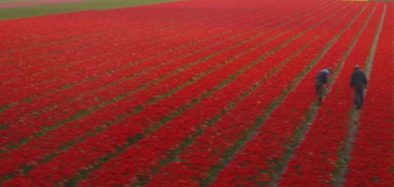 "Campo de amapolas" de Alberto Gonzlez