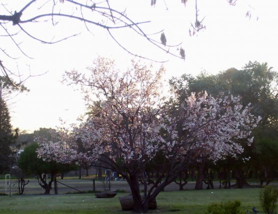 "ciruelo en flor..." de Noemi Gomez