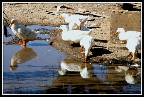 "patos" de Ariel Dario Albamonte